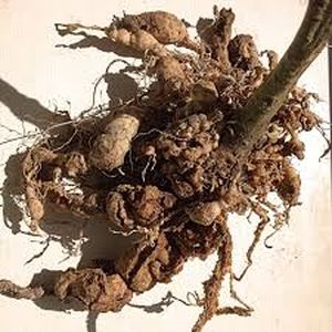 uploads/images/pest/tomato nematodes.jpg